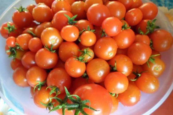 Petites tomates