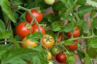 มะเขือเทศระเบียง