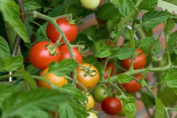 Tomates de balcon