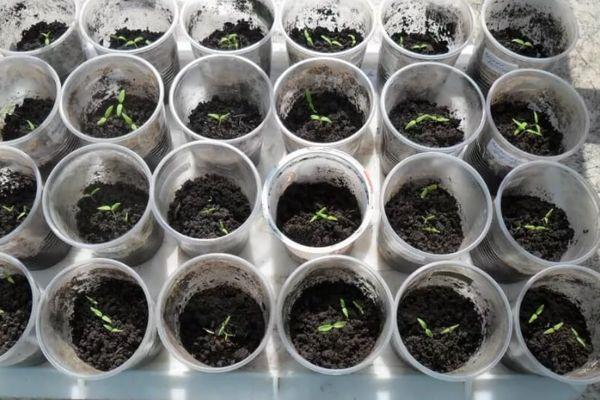 ต้นกล้ามะเขือเทศ