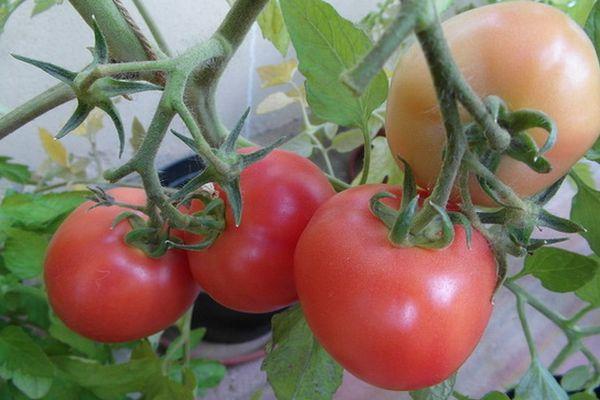 กิ่งพันธุ์มะเขือเทศ