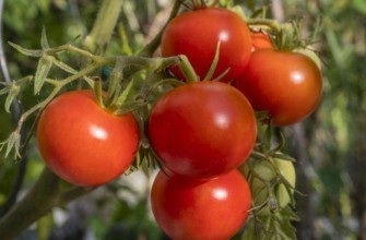 มะเขือเทศพอลบิก