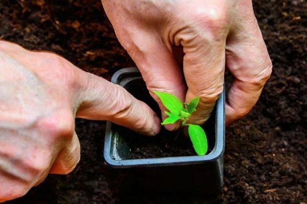 ต้นกล้ามะเขือเทศ