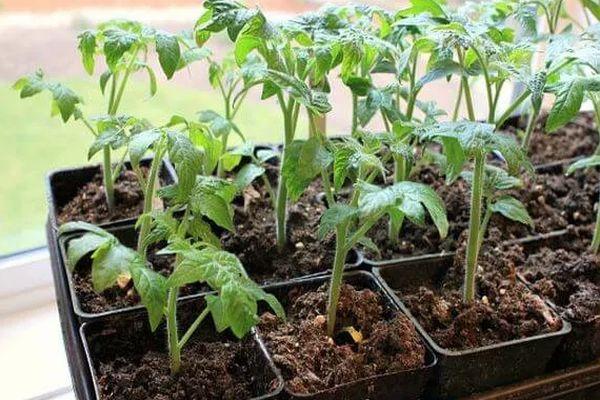 ต้นกล้ามะเขือเทศ