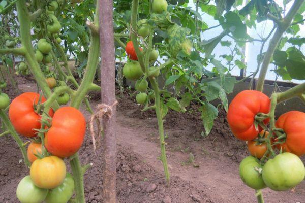 การปลูกมะเขือเทศ