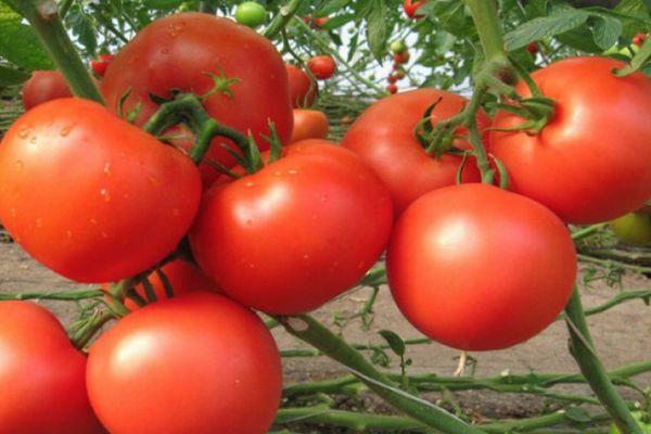 พุ่มไม้ที่มีมะเขือเทศ