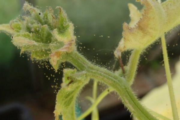 ศัตรูพืชของมะเขือเทศ