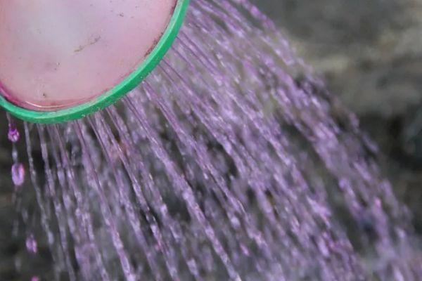 Arrosage au permanganate de potassium