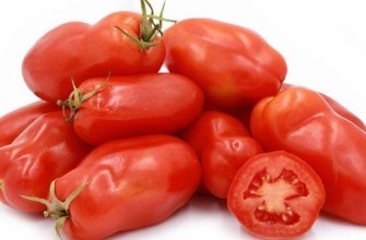 มะเขือเทศร็อกเก็ต