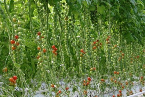 มะเขือเทศราพันเซล