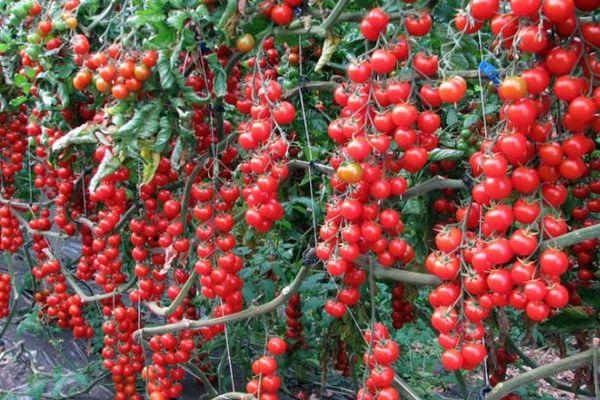 มะเขือเทศราพันเซล