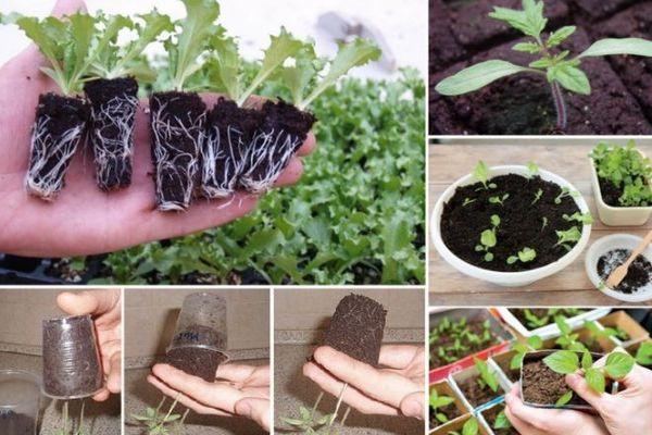 การปลูกต้นกล้า