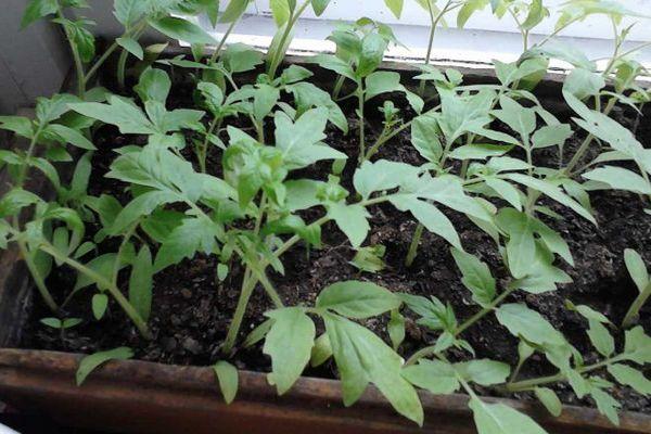 ต้นกล้ามะเขือเทศ