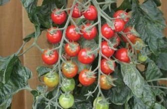 มะเขือเทศราพันเซล