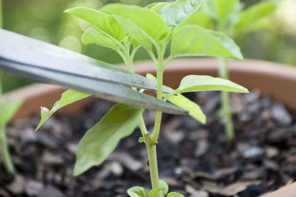 คำอธิบายพันธุ์มะเขือเทศริโอแกรนด์ การเพาะปลูกและการดูแล