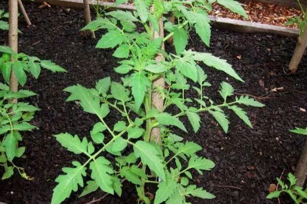 ต้นมะเขือเทศ