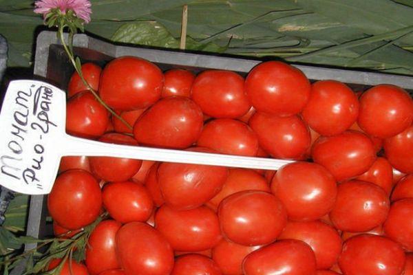 การเก็บเกี่ยวมะเขือเทศ