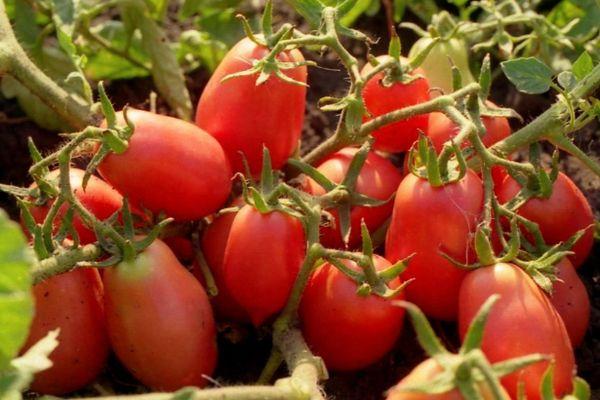 ผลมะเขือเทศ