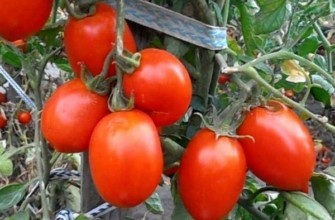 มะเขือเทศริโอแกรนด์