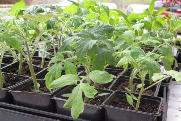 Conteneur avec semis