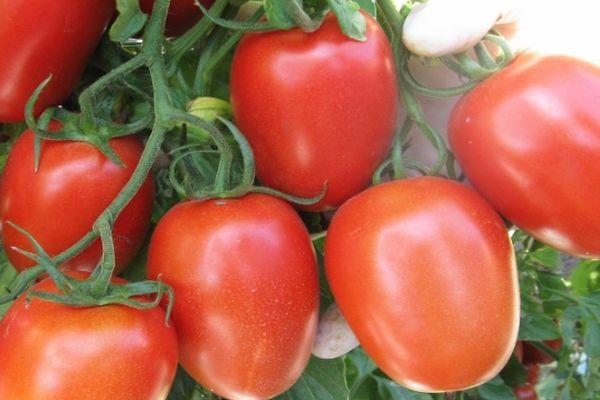 tomates Roma