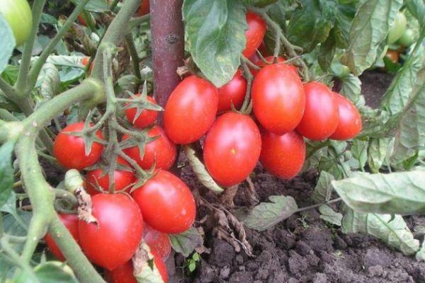 tomates Roma