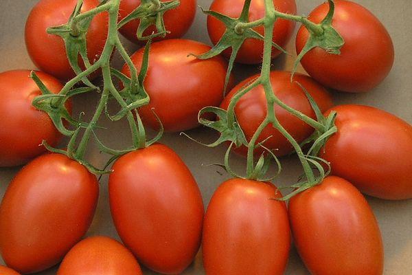 tomates Roma
