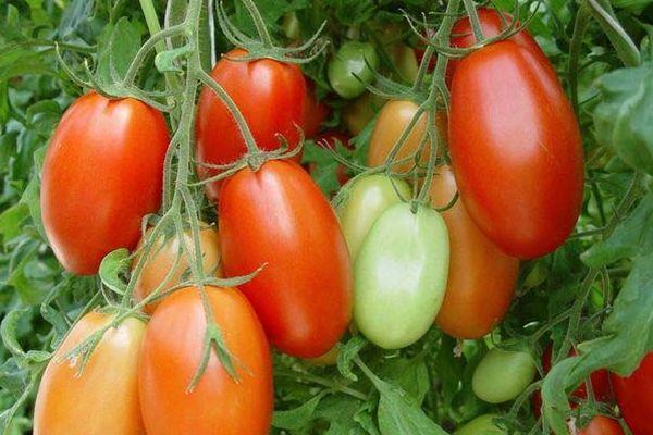 tomates Roma