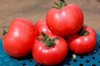 มะเขือเทศสีชมพู