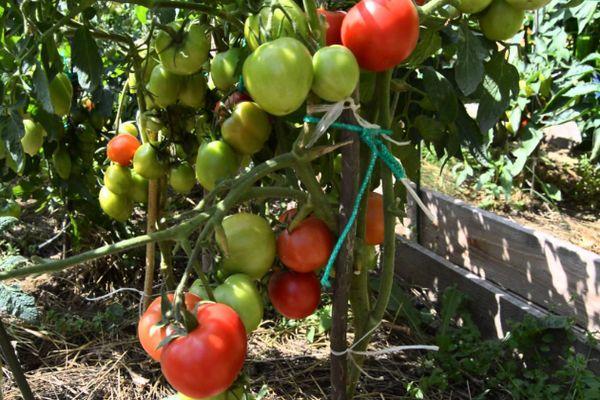 มะเขือเทศสีชมพู