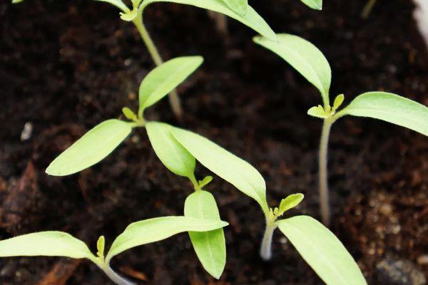 ถั่วงอกมะเขือเทศ