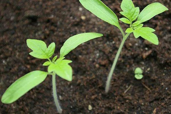 ถั่วงอกมะเขือเทศ