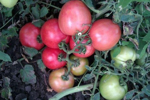 มะเขือเทศสีชมพู