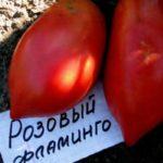 Tomates indéterminées