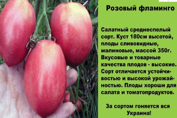 ลักษณะของมะเขือเทศ