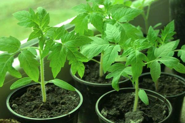 ถั่วงอกในกระถาง