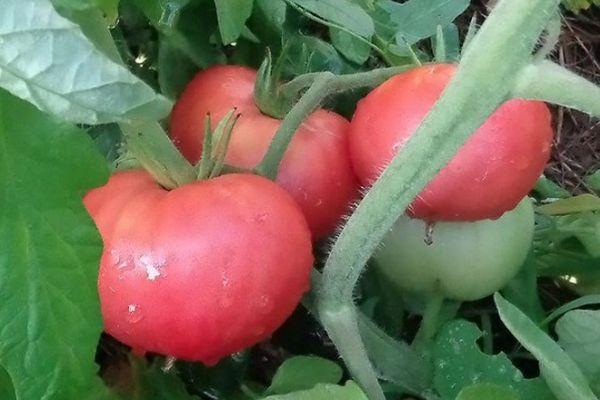Buissons de tomates