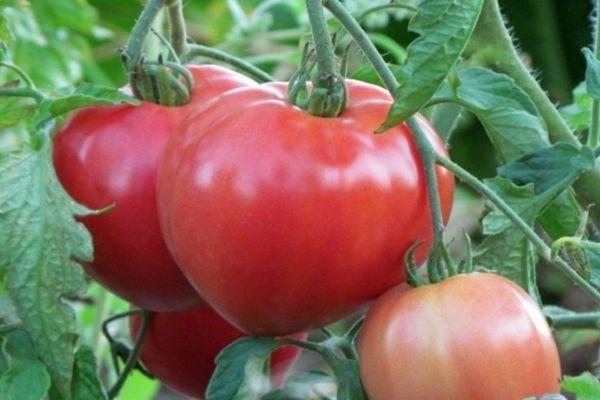 buisson de tomates