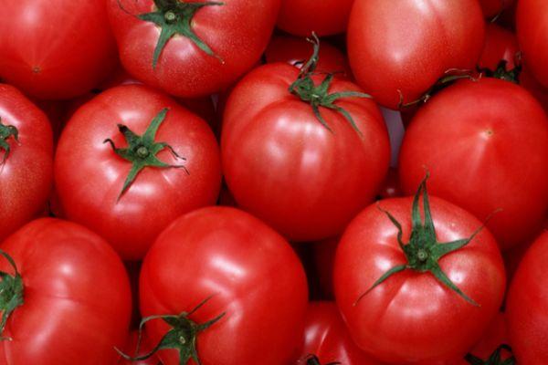 การเก็บเกี่ยวมะเขือเทศ