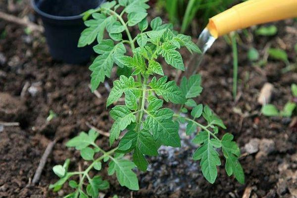 การรดน้ำมะเขือเทศ