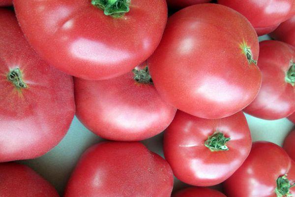 มะเขือเทศสีชมพู