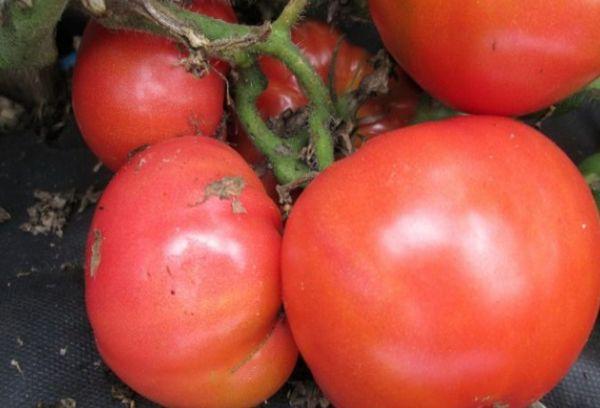 Description de la variété de tomate Sugar Bison, recommandations de culture et d'entretien
