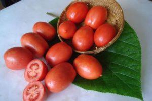 คำอธิบายเกี่ยวกับมะเขือเทศพันธุ์ซาลูทและเทคนิคการปลูก