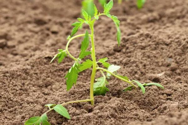 pousse de tomate