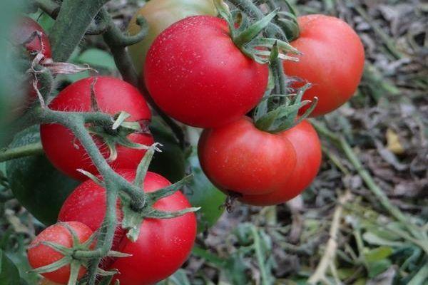 Un buisson avec des tomates