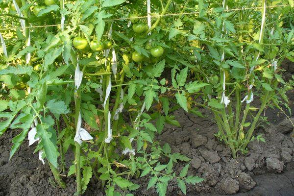 Cultiver des tomates