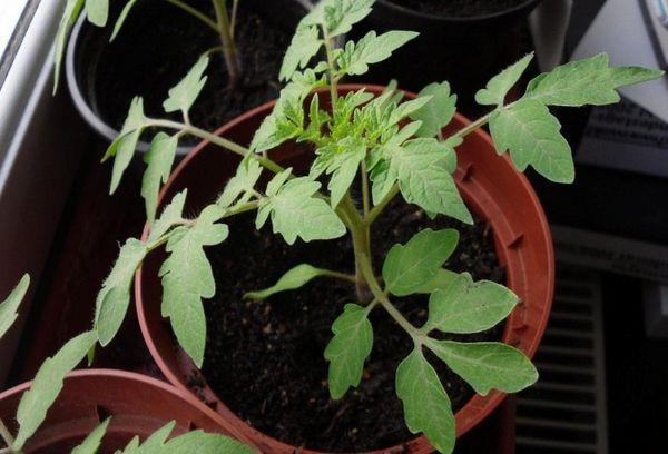 ต้นกล้าในกระถาง