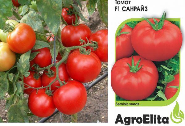 เมล็ดพันธุ์และมะเขือเทศ