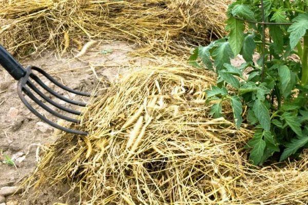 Paillage des tomates