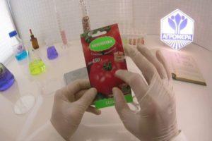 ลักษณะของมะเขือเทศซาคาโรคและเทคนิคการปลูกในโรงเรือน